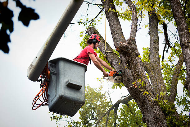 Best Utility Line Clearance  in Shoreacres, TX